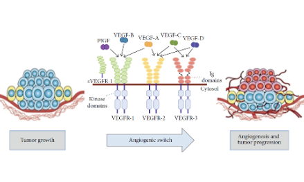 血管内皮生长因子：肿瘤生长的源泉？