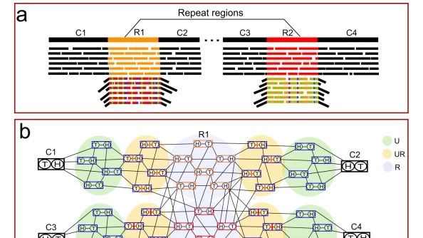 逆天了|中科院遗传所开发了染色体级别的Contig组装方法