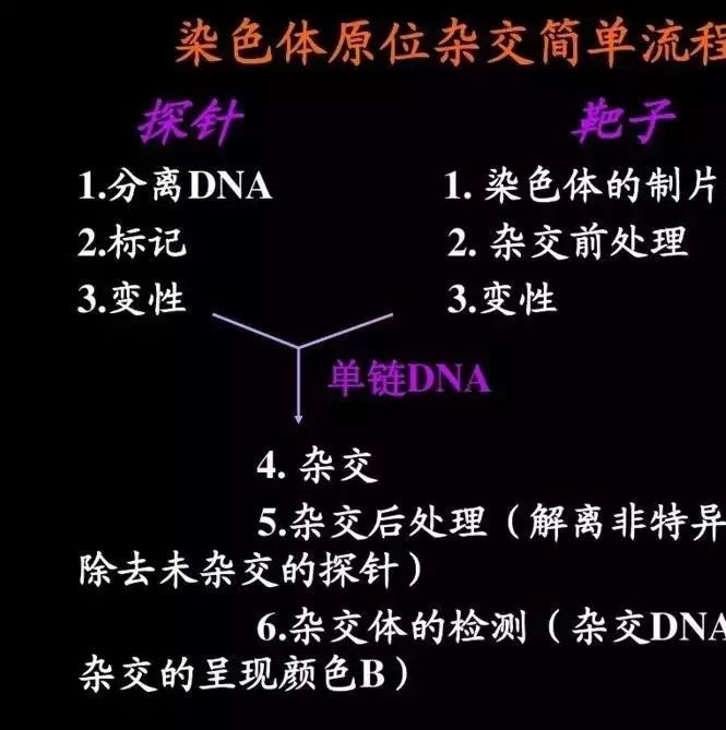 染色体三维构象研究技术