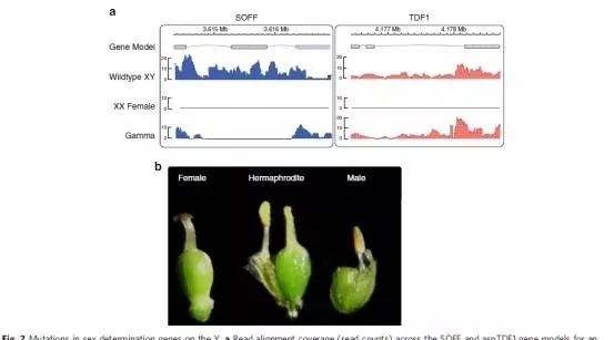 芦笋基因组揭示了Y染色体的起源和进化