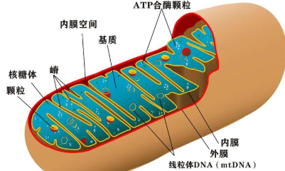 癌症与线粒体的故事