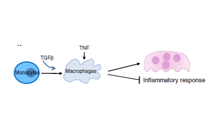 SXR202207014C-橘子-TGFβ重编程TNF对巨噬细胞的促炎作用转变为驱动炎症性破骨细胞的生成