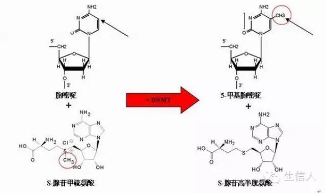 表观遗传学：承续的魅力