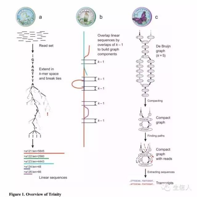Trinity转录组组装软件介绍