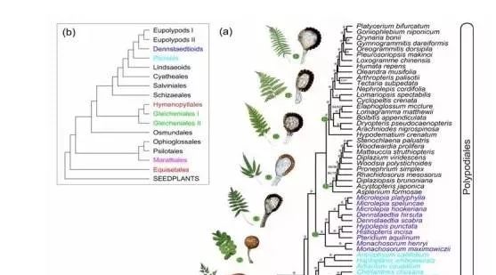 测序将生物分类推翻了？