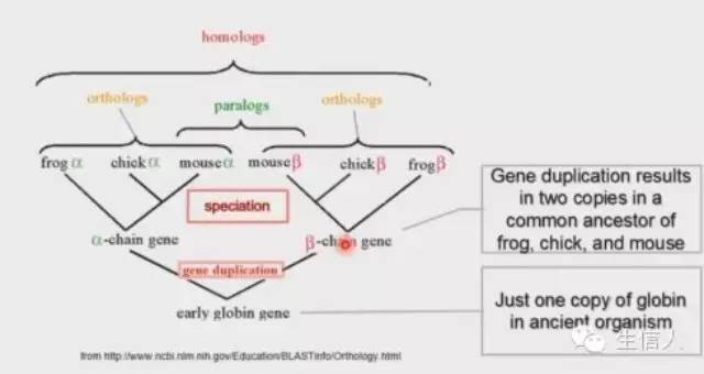 直系同源预测方法