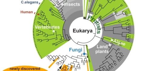 Nature子刊报道真菌中的第21个密码子