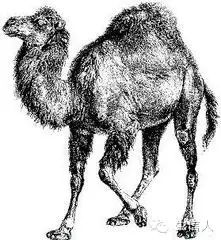 Perl基础教程--精华篇(一)