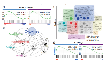 SenMayo帮你实现在单细胞水平识别衰老细胞