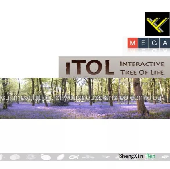 进化树构建视频课程