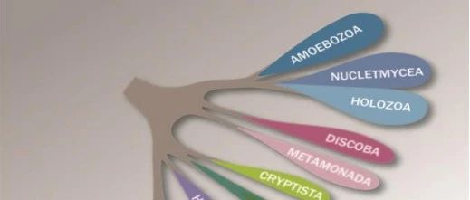 你知道的生物分类，可能过时了