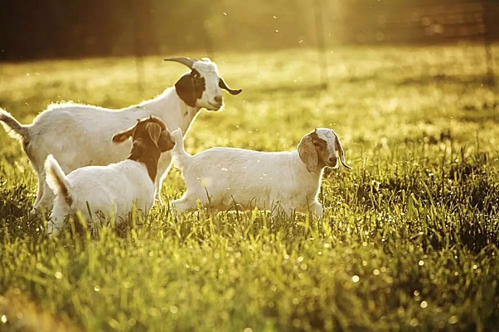 山羊基因组的爱情观