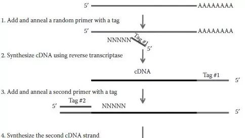 RNA-seq文库制备的原理你可清楚？