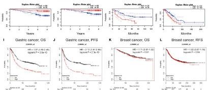单基因免疫思路讲解