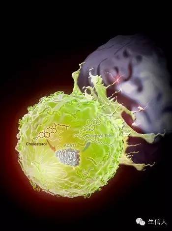 中国科学家发现提高T细胞抗肿瘤免疫功能新方法