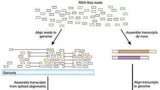转录组组装历史（一）