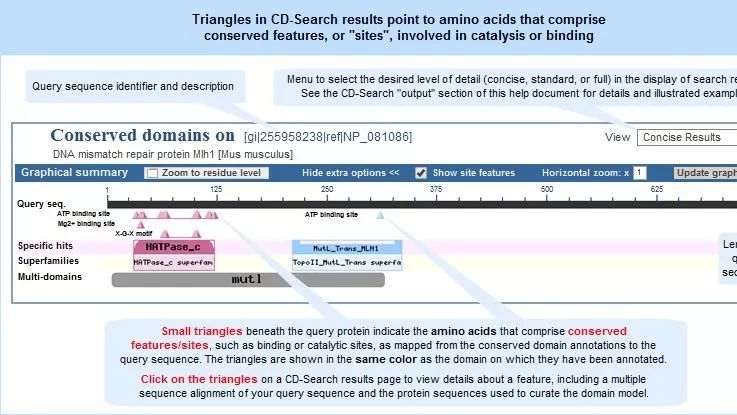 如何利用NCBI预测基因的结构域和保守位点