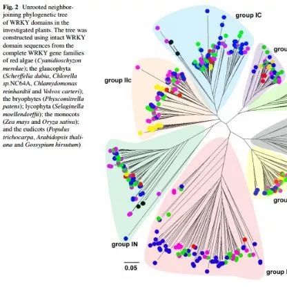 进化树构建视频课程