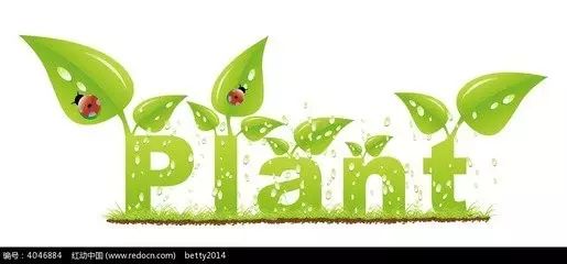 2017年上半年植物基因组一览