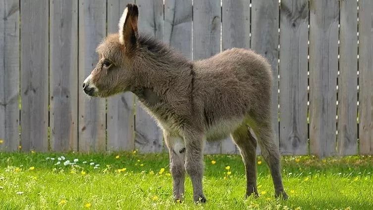 Science|驴基因组更新-阐释驴和马为何产生不育的骡