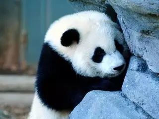 2017年上半年动物基因组更新一览表