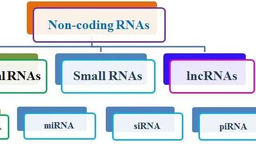 miRNA、lncRNA、circRNA的简单介绍