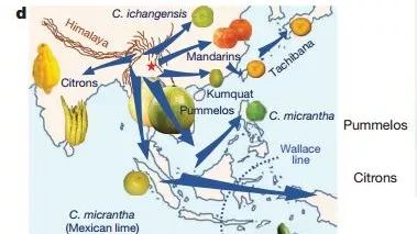 全基因组重测序基础及高级分析知识汇总