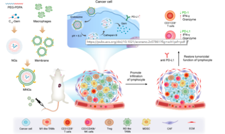 仿生递药系统（MNGs）改善肿瘤免疫治疗