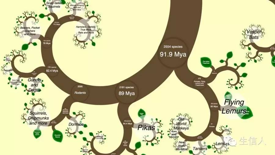 NCBI构建进化树--你知道吗？