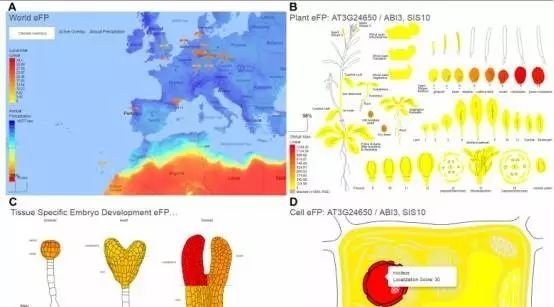 plant  cell  重磅文章ePlant介绍