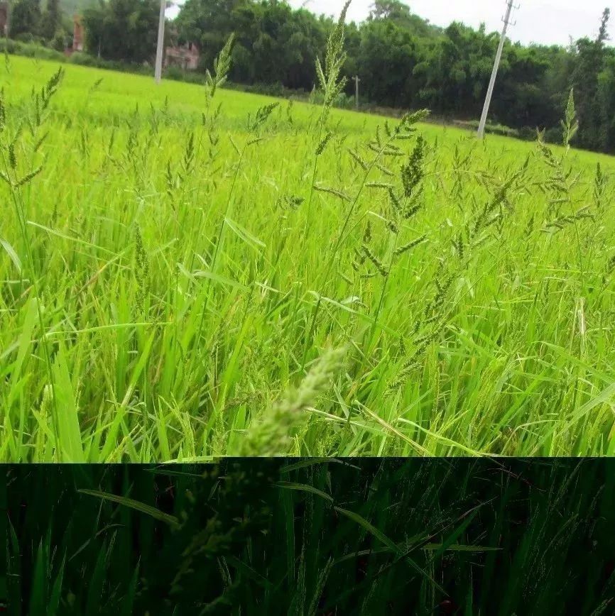 推广：金秋季—2017年11月培训班安排