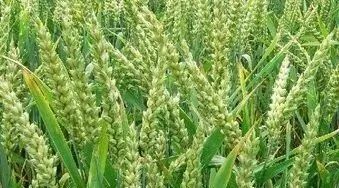 17Gb六倍体小麦基因组在线发表